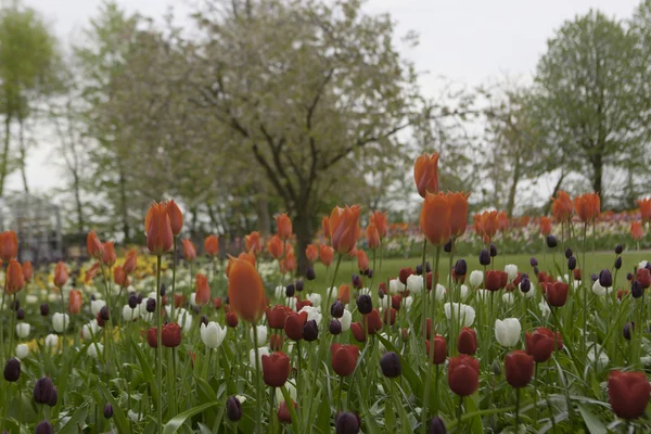 荷兰库肯霍夫公园的五彩盛开的郁金香 — 图库照片