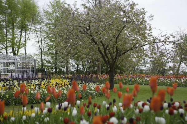 オランダのキューケンホフ公園に咲く色とりどりのチューリップ — ストック写真