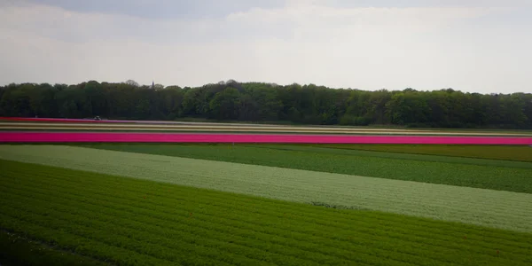Campo de tulipas tomado na Holanda — Fotografia de Stock