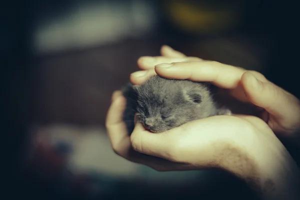 女性の手で非常に小さな子猫. — ストック写真