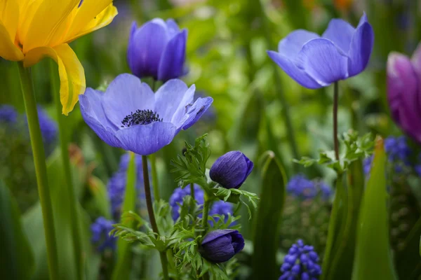 Blauwe bloemen — Stockfoto