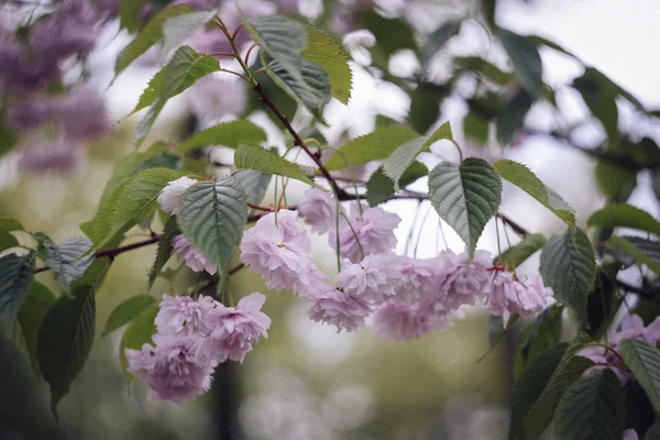 Sakura. Kwiat wiśni wiosną. Piękne różowe kwiaty — Zdjęcie stockowe