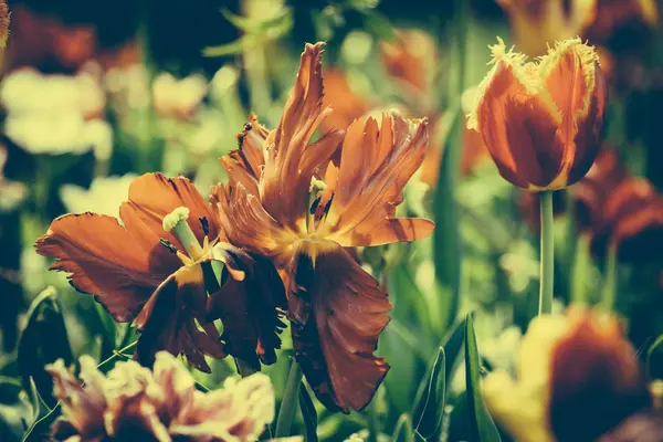 Tulipán rojo flores en el jardín, parque al aire libre —  Fotos de Stock