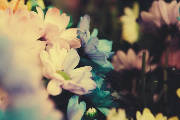 Schöne bunte Blumen — Stockfoto