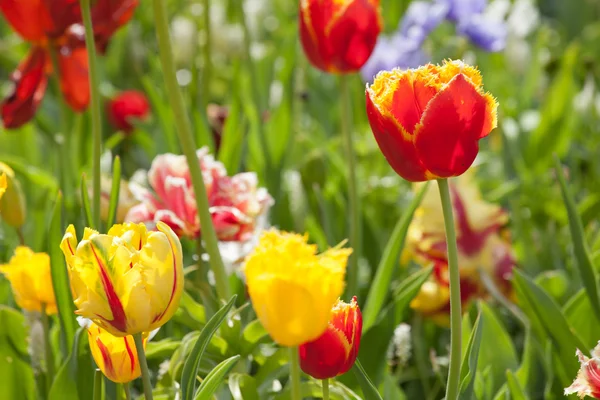 Tulipas coloridas no parque. — Fotografia de Stock