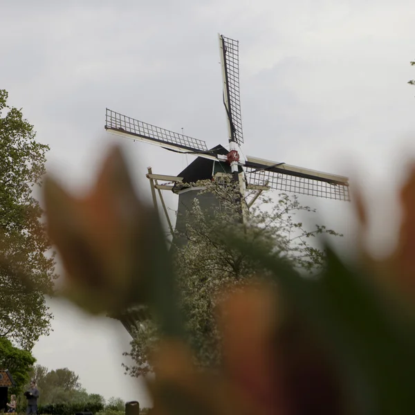 Molino de viento holandés sobre hileras de tulipanes, Holanda —  Fotos de Stock