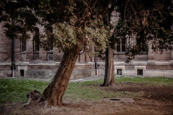 树和阳光和切尔诺夫茨大学 — 图库照片