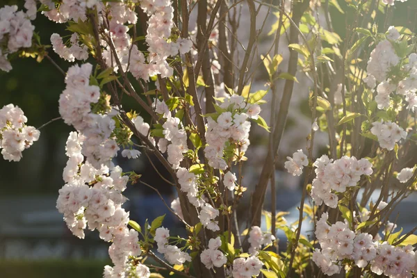 Sakura. Třešňový květ v jarní. — Stock fotografie