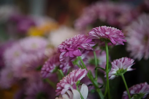 美しいライラック色の花 — ストック写真