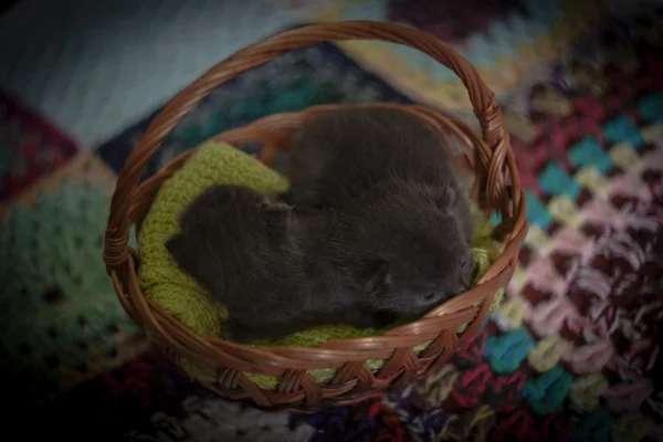 Cats sleeping in the basket — Stock Photo, Image