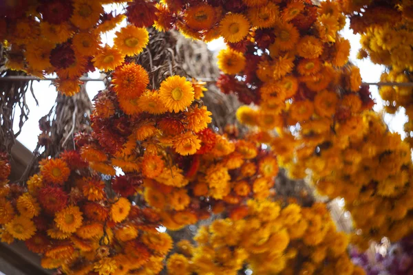 辛口の菊 — ストック写真