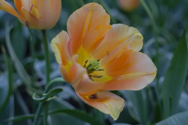 Champ de tulipes orange — Photo