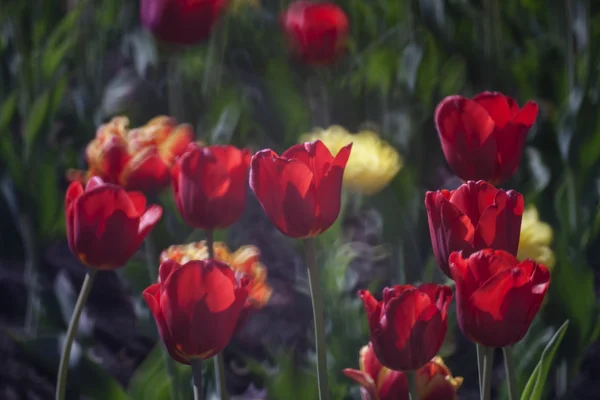 Hermosos tulipanes rosados — Foto de Stock