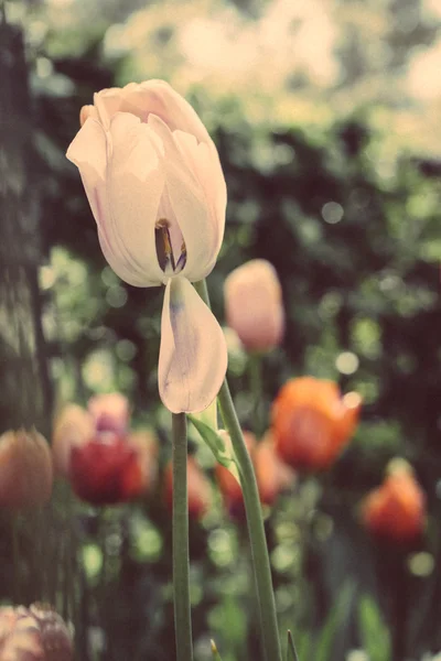 Kleurrijke tulpen in het park. — Stockfoto