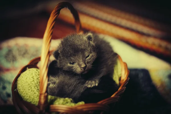 Gatos dormindo no cesto — Fotografia de Stock