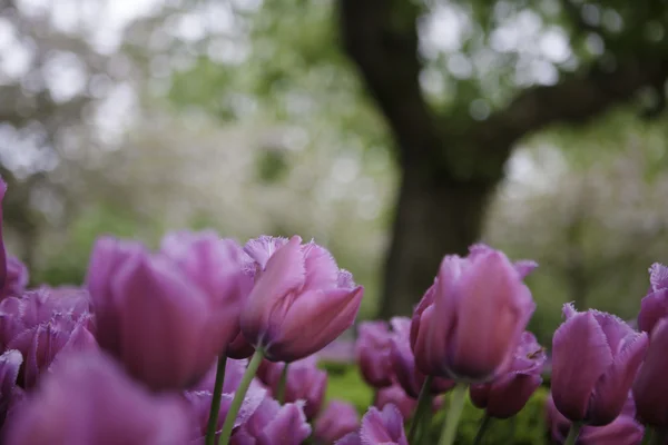 Pink tulips on the background of trees. — Stock Photo, Image