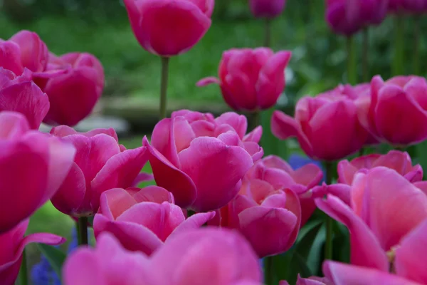 Vörös tulipán virág a kertben, — Stock Fotó
