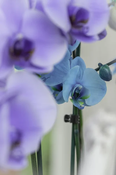 バイオレット バンダ蘭の花します。 — ストック写真