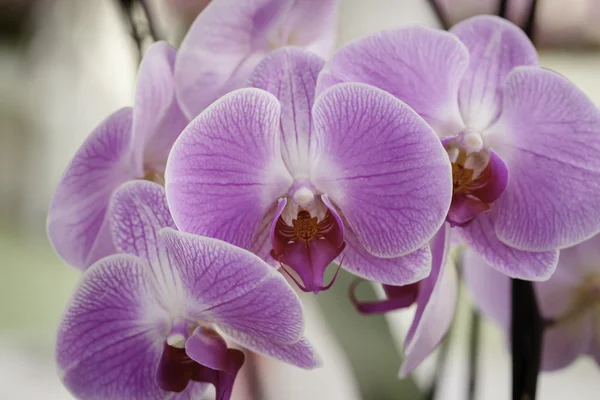 Rózsaszín orchidea phalaenopsis részlete — Stock Fotó