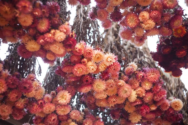 Dry Chrysanthemum — Stock Photo, Image