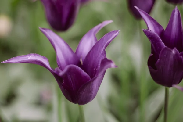 Élénk lila tulipán, tavasz, szabadban — Stock Fotó