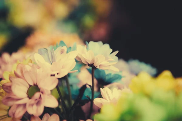 Prachtige kleurrijke bloemen — Stockfoto