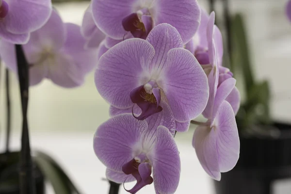 Közeli kép: rózsaszín orchidea — Stock Fotó