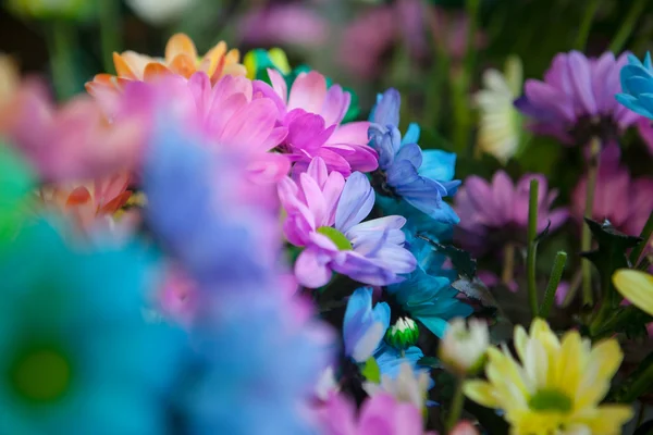 Schöne bunte Blumen — Stockfoto