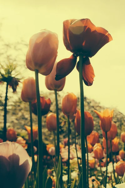 漂亮的彩色的花 — 图库照片