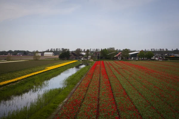 Venni a Holland tulipán mező — Stock Fotó