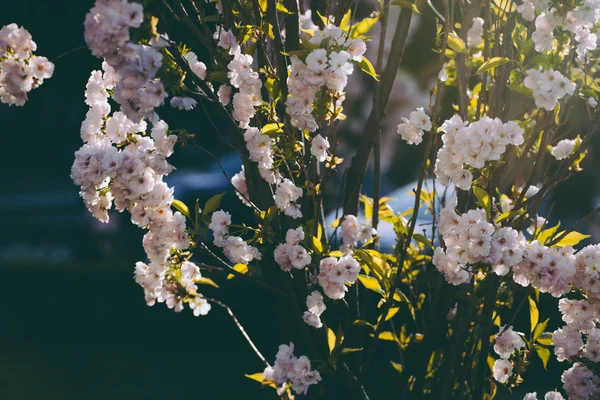 Sakura. Flor de cerezo —  Fotos de Stock