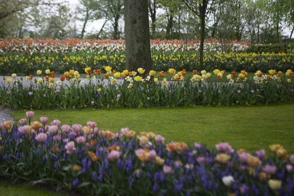 Цветущие тюльпаны — стоковое фото