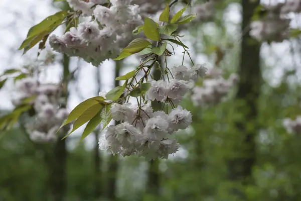 Hellrosa Blüten — Stockfoto