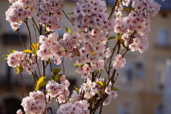 Bahar içinde kiraz çiçeği — Stok fotoğraf