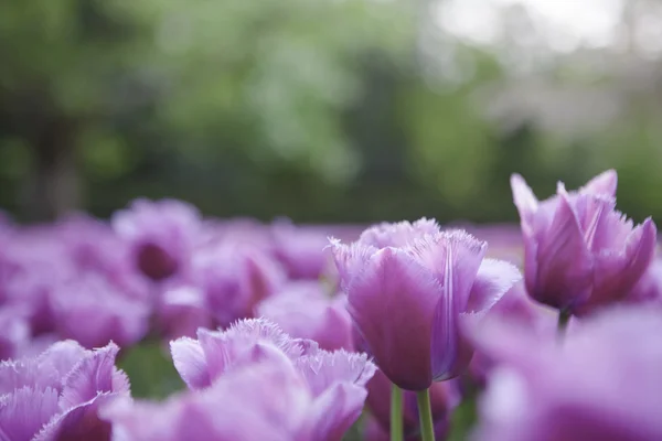 Flowers — Stock Photo, Image