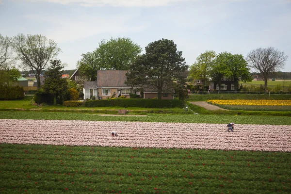 Tulpan område tas i Holland — Stockfoto