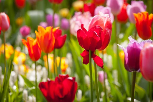 Flowers — Stock Photo, Image