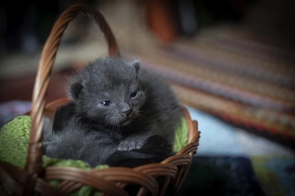 Gatos dormindo — Fotografia de Stock