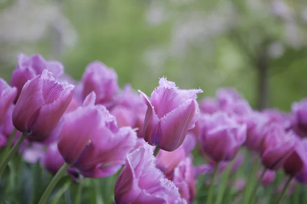 Rózsaszín tulipán — Stock Fotó