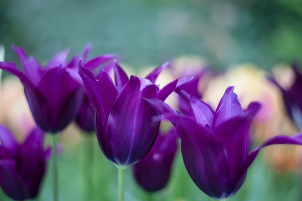 Élénk lila tulipán — Stock Fotó