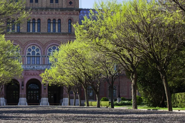 Árboles cerca de la chernivtsa — Foto de Stock