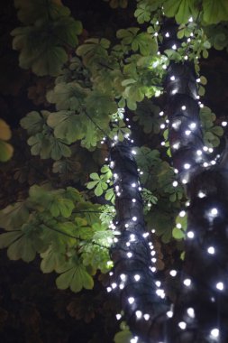 kestane ağacı ışıkları içinde