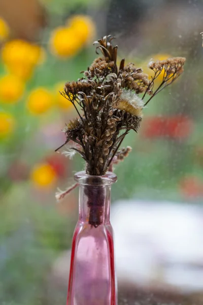 Estilo vintage ainda vida com flores secas na janela — Fotografia de Stock