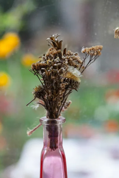 Natura morta in stile vintage con fiori secchi sulla finestra — Foto Stock