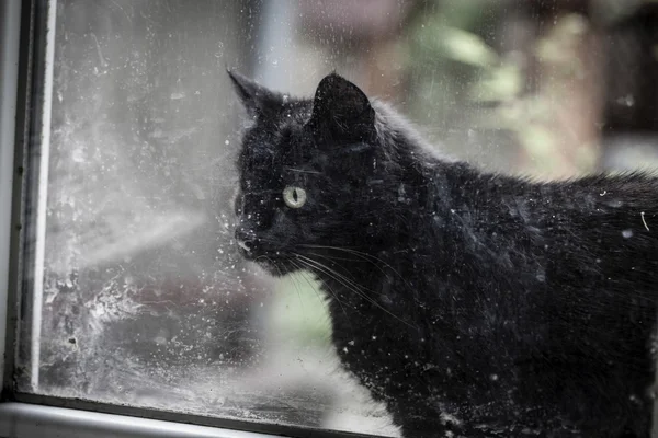 Schwarze Katze am alten Fenster — Stockfoto