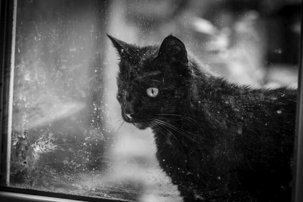 Schwarze Katze am alten Fenster — Stockfoto