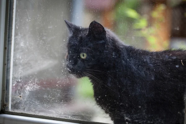Schwarze Katze am alten Fenster — Stockfoto