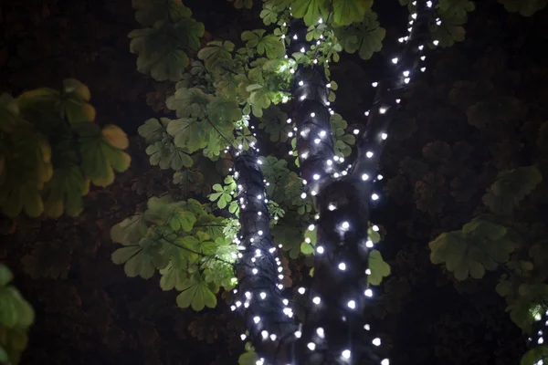 Árvore de castanha em luzes — Fotografia de Stock