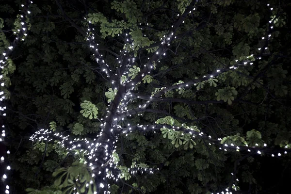 Chesnut strom světla — Stock fotografie