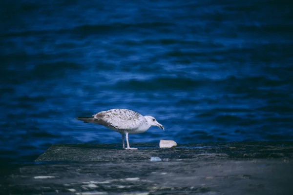 Möwen beobachten das Wasser. — Stockfoto